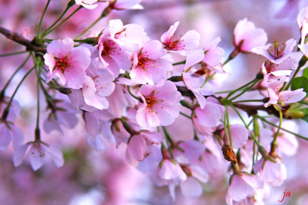 Cherry Blossoms | Life and Photos by Andy