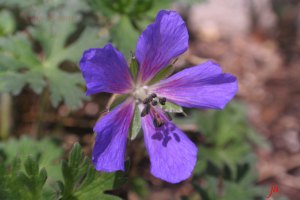 purple wild flower