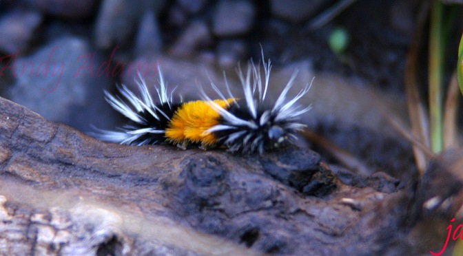 Yellow Woolly Bear Caterpillar