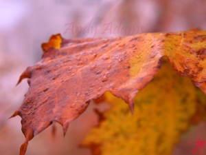 Macro Leaves Dew flat