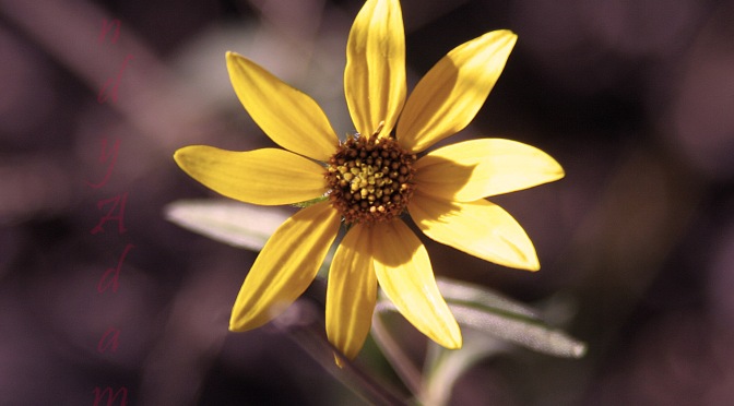 Sunflower in Sepia