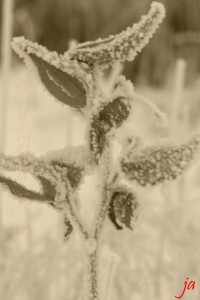 frosted Milk weed flat
