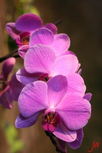 pink orchids flat
