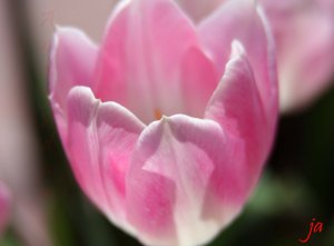 pink tulip macro flat